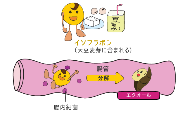 このエクオールを作る腸内細菌を持っている人は、 日本人では約50%！！！