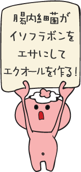 腸内細菌がイソフラボンをエサにしてエクオールを作る！
