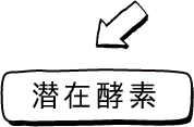 潜在酵素