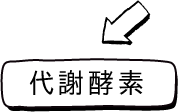代謝酵素