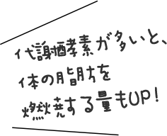 代謝酵素が多いと、体の脂肪を燃焼する量もUP！